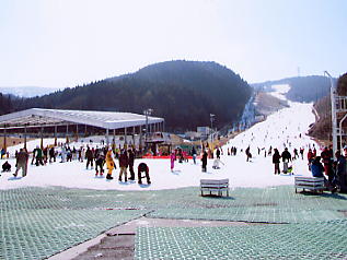 �V�R���]�[�g�F�S�i